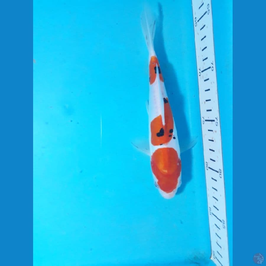 sanke doit 20cm 