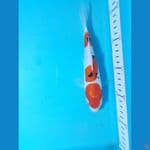 sanke doit 20cm 