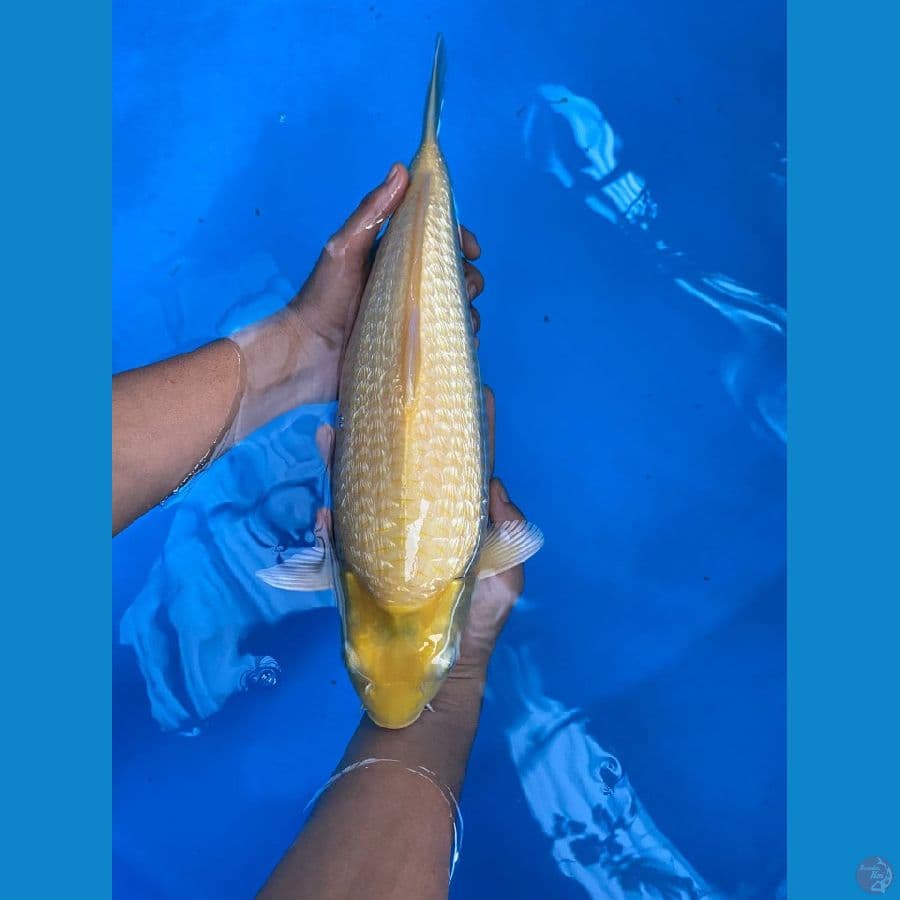 caramel Ginrin 40cm male
