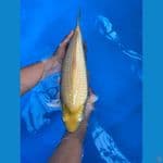 caramel Ginrin 40cm male