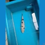 beko 25cm ready show Wonosobo 