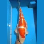 kohaku 40cm jantan