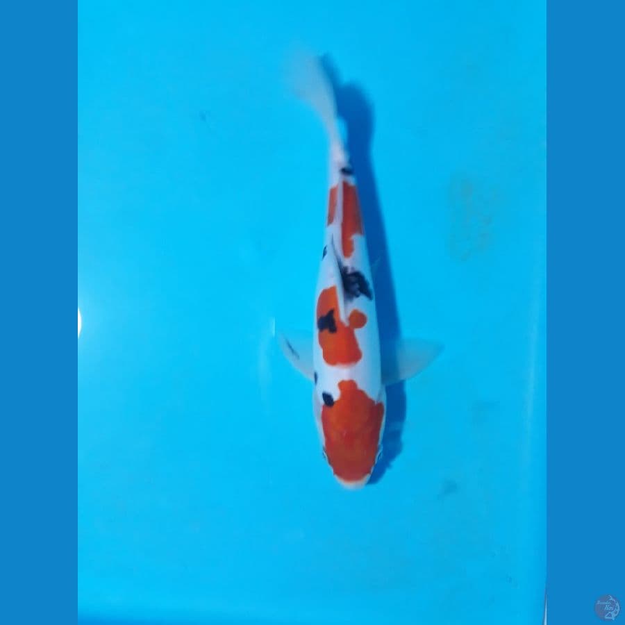 sanke doit 21cm