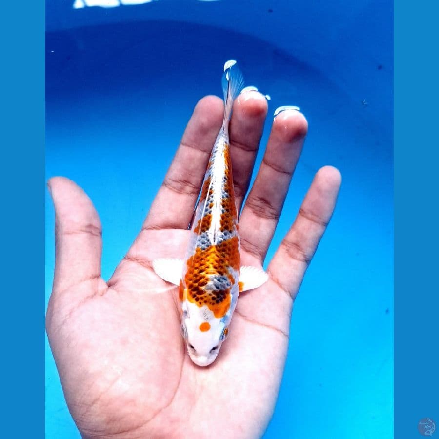 SQ kujaku 12cm bonus serti juara 2 ponorogo