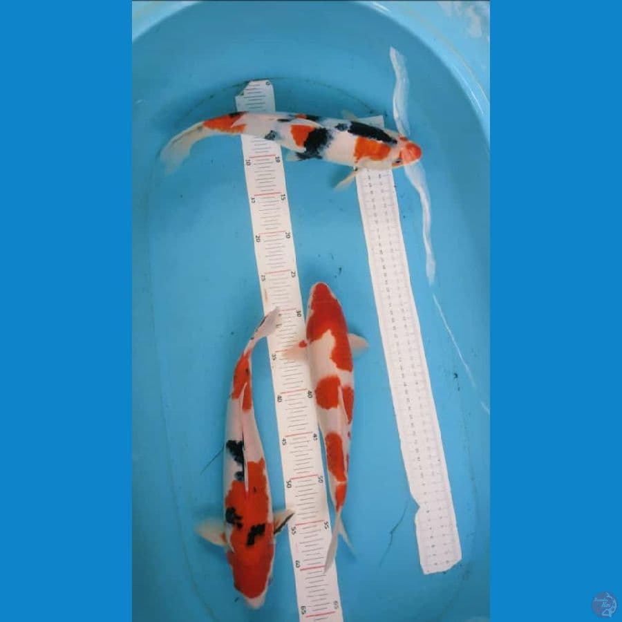 32-34cm all jantan 3 ekor