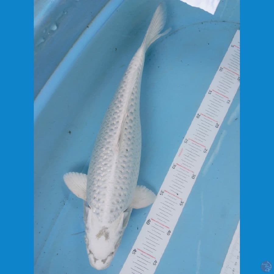 mukasi 42cm