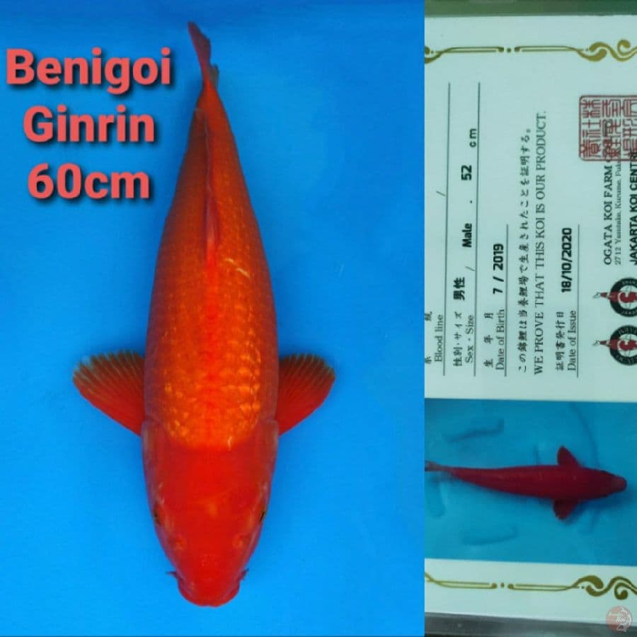 OGATA BENIGOI GINRIN 60CM SERTI
