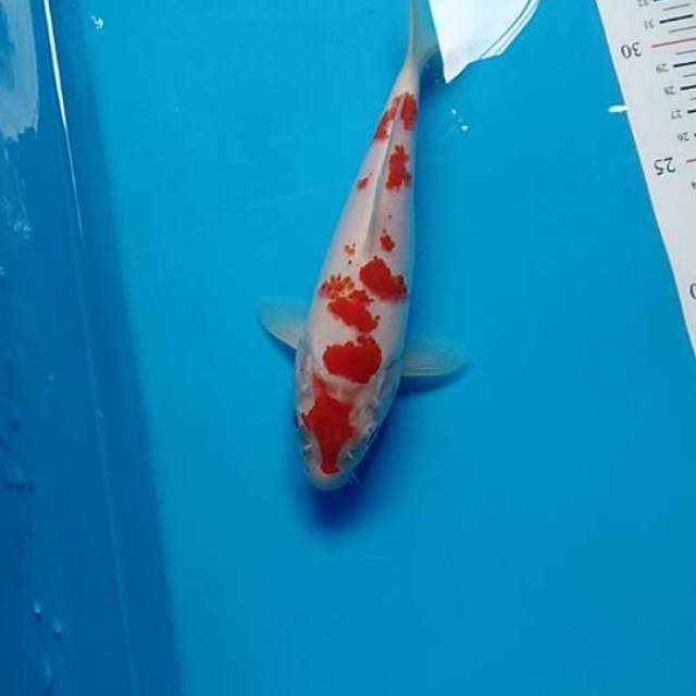 Original maruten kohaku