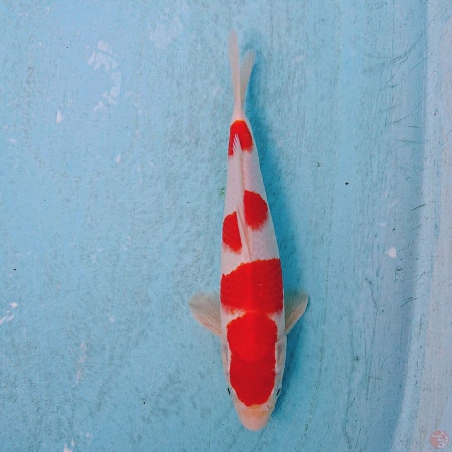 KOHAKU 25 CM