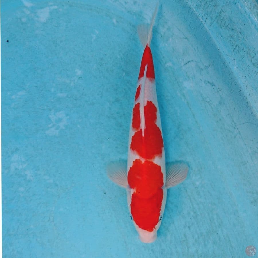 KOHAKU 29 CM