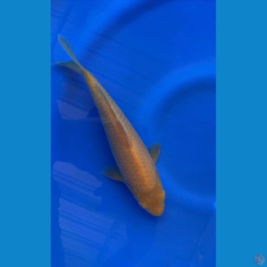 01 CARAMEL  MALE 26 CM