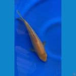 01 CARAMEL  MALE 26 CM