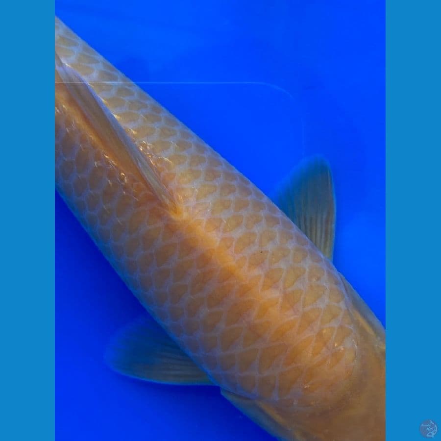01 CARAMEL  MALE 26 CM