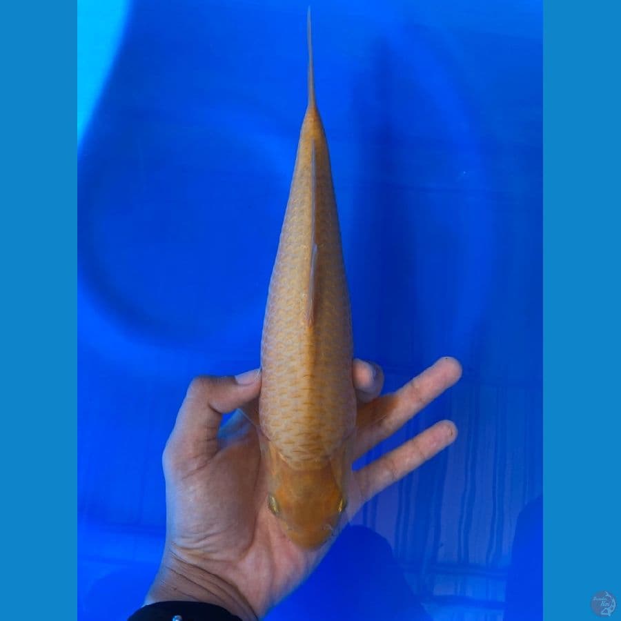 02 CARAMEL MALE 28 CM 