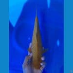 03 CARAMEL MALE 31 CM