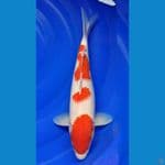 KOHAKU 35cm