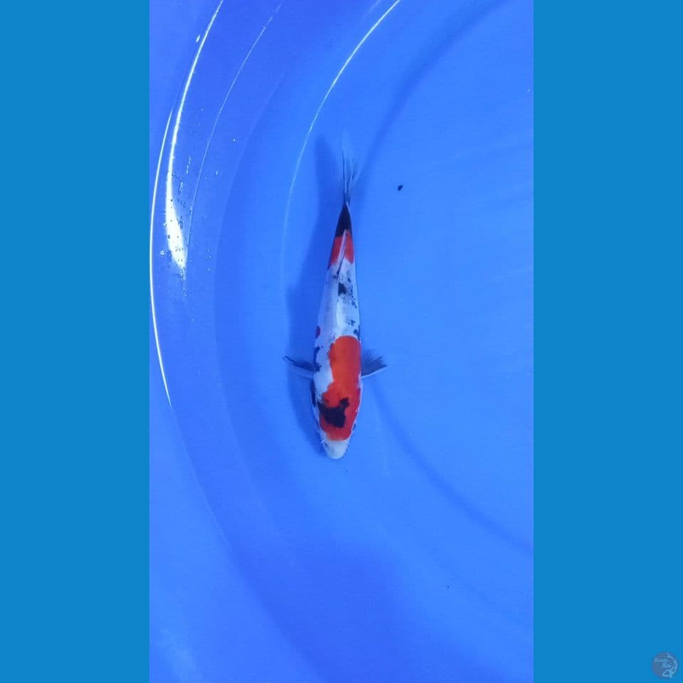 showa doitsu 22 cm
