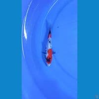 showa doitsu 22 cm