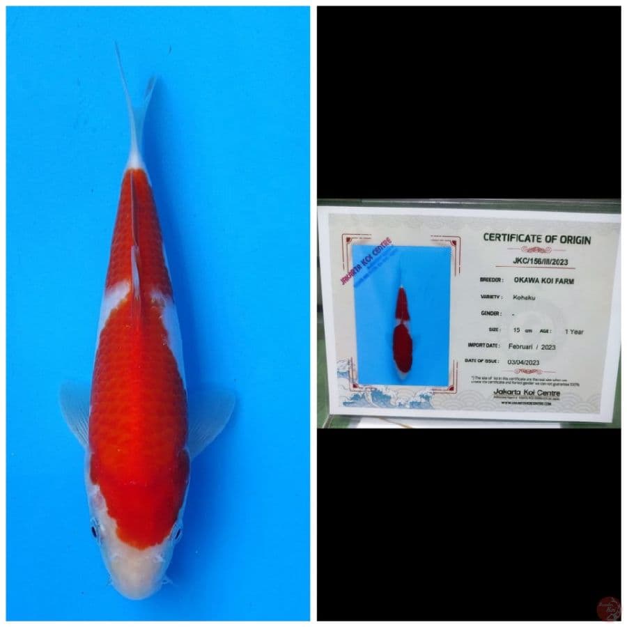 Okawa Kohaku