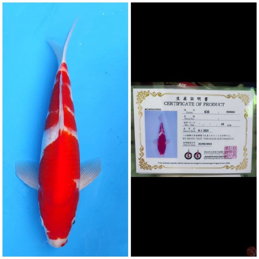 Ogata Kohaku 