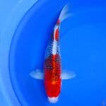 45cm SANDAN GOSHIKI HIGH QUALITY