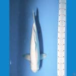 Platinum Ogon jumbo Male
