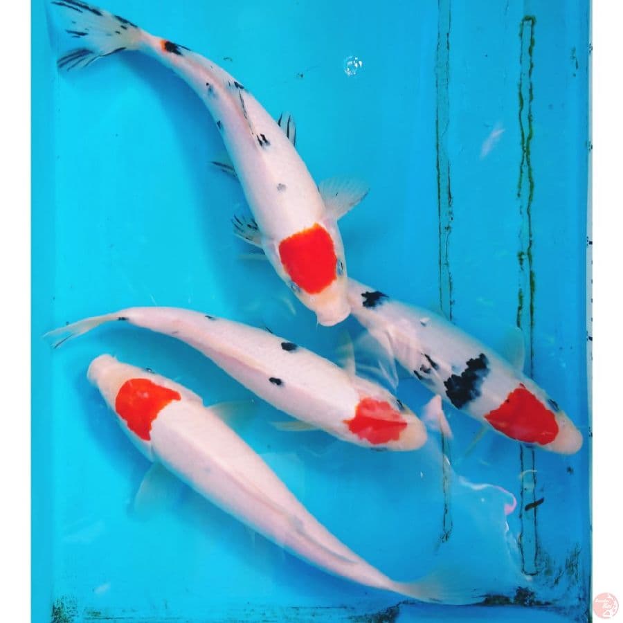 ORIGINAL TANCHO SANKE 21-24 CM