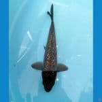 Chagoi Ginrin 20cm