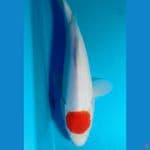 tanco kohako 30cm 