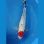 tanco showa 35 cm