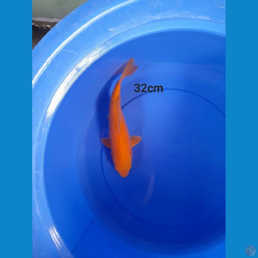 Red karasi 32cm