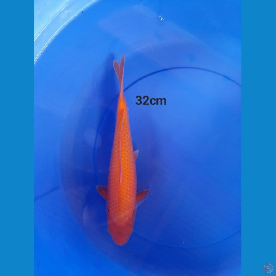 32cm Karasi ring jelas