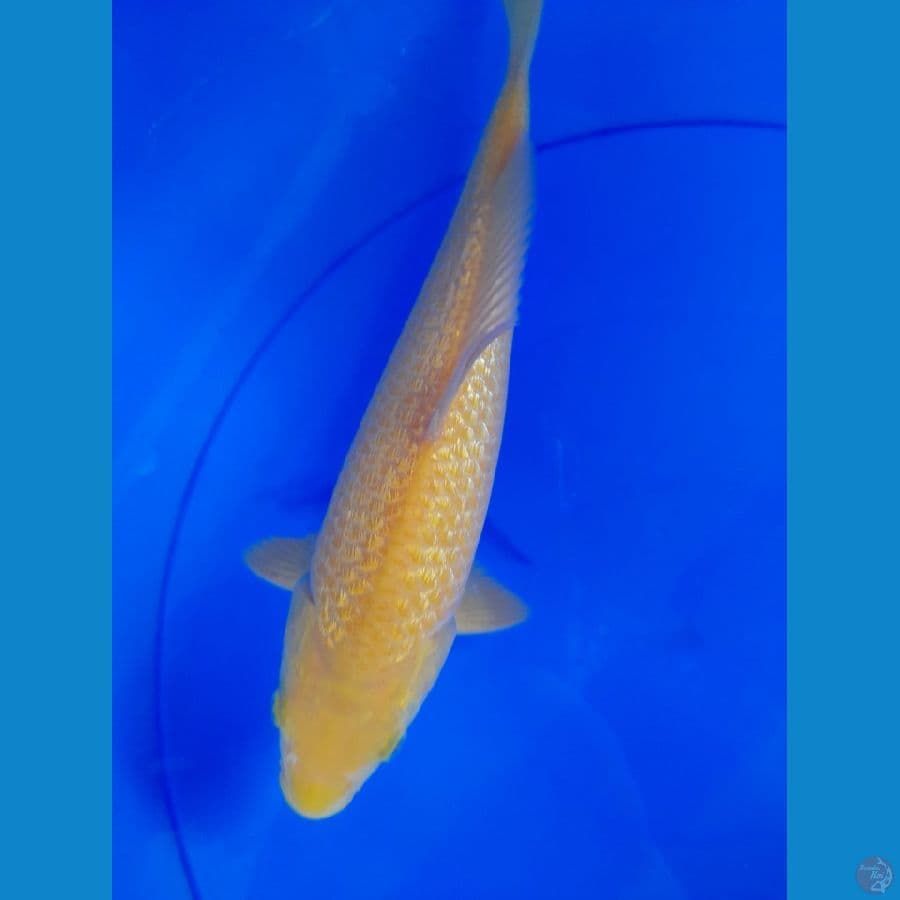 25cm Karasi corn gindrin
