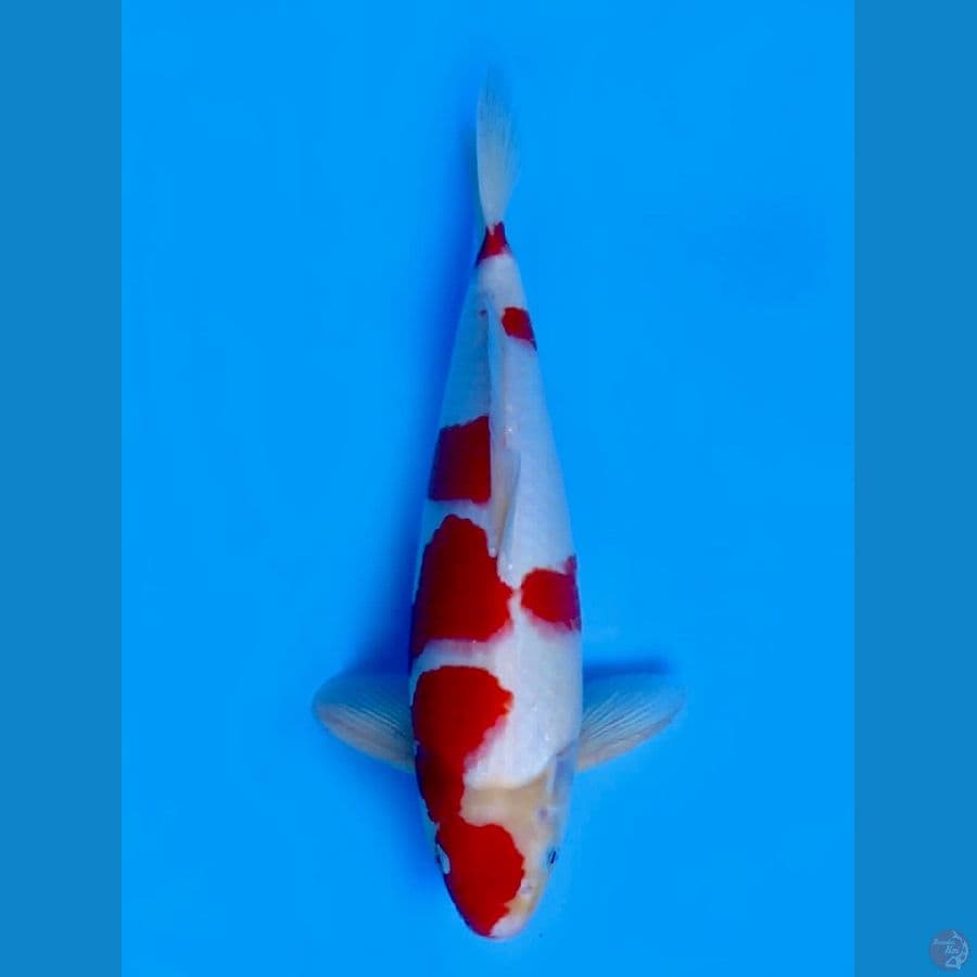 40cm , Jantan Kohaku