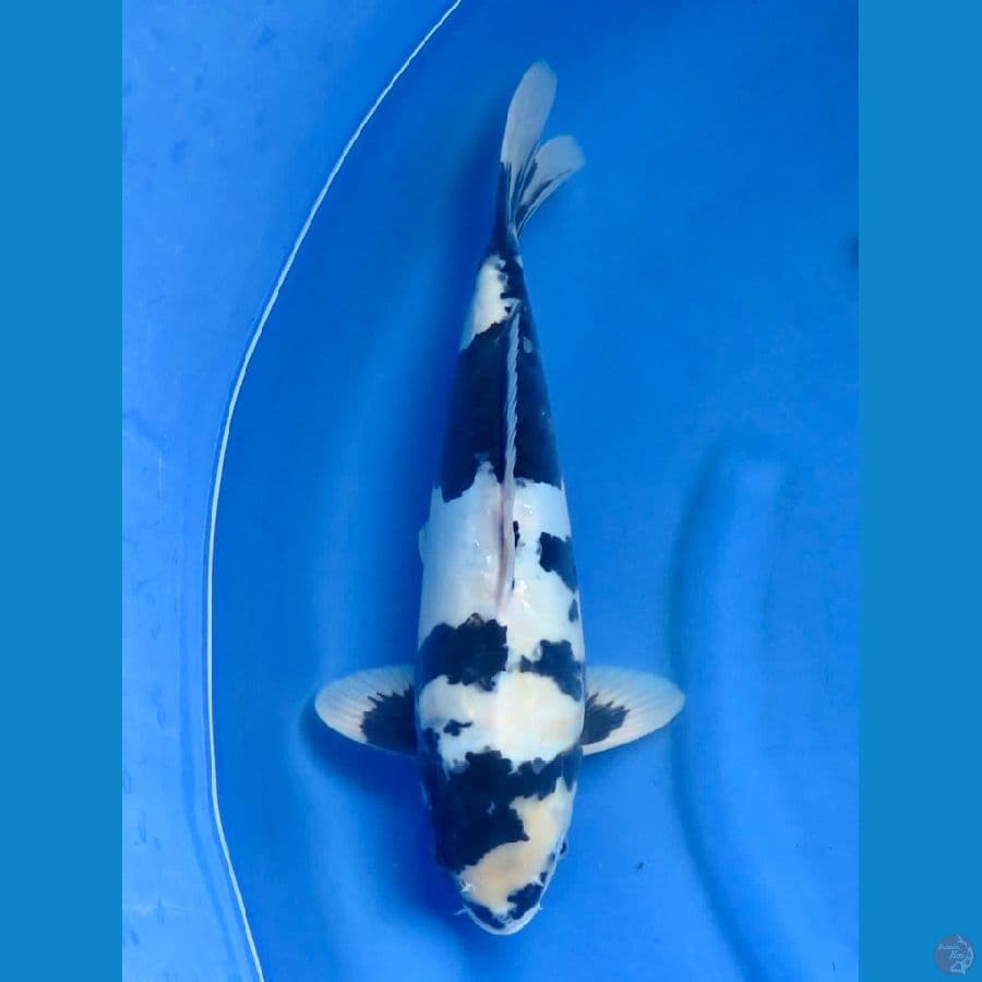 45cm , Shiro Doitsu Jantan 