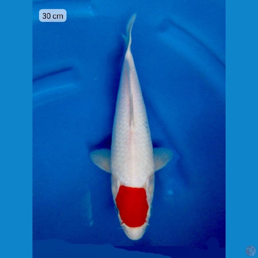 30cm , Tancho Quality 2
