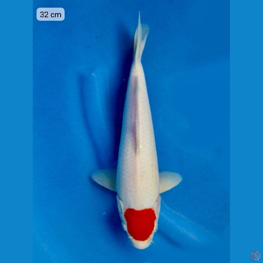 32cm , Tancho Quality
