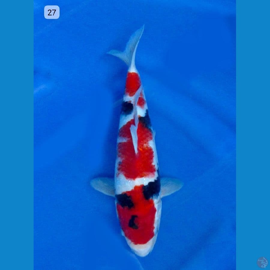 27cm , Showa Male Evo 