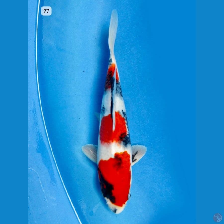 27cm , SQ Tategoi Male 