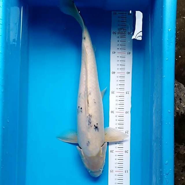 Calon jumbo 47cm