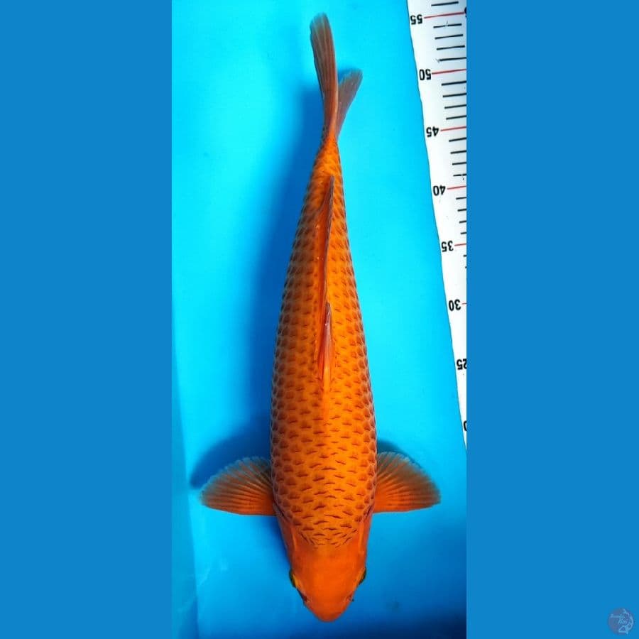 karamel