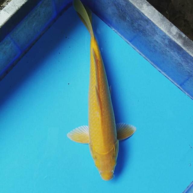 Karashi red eye male 30cm