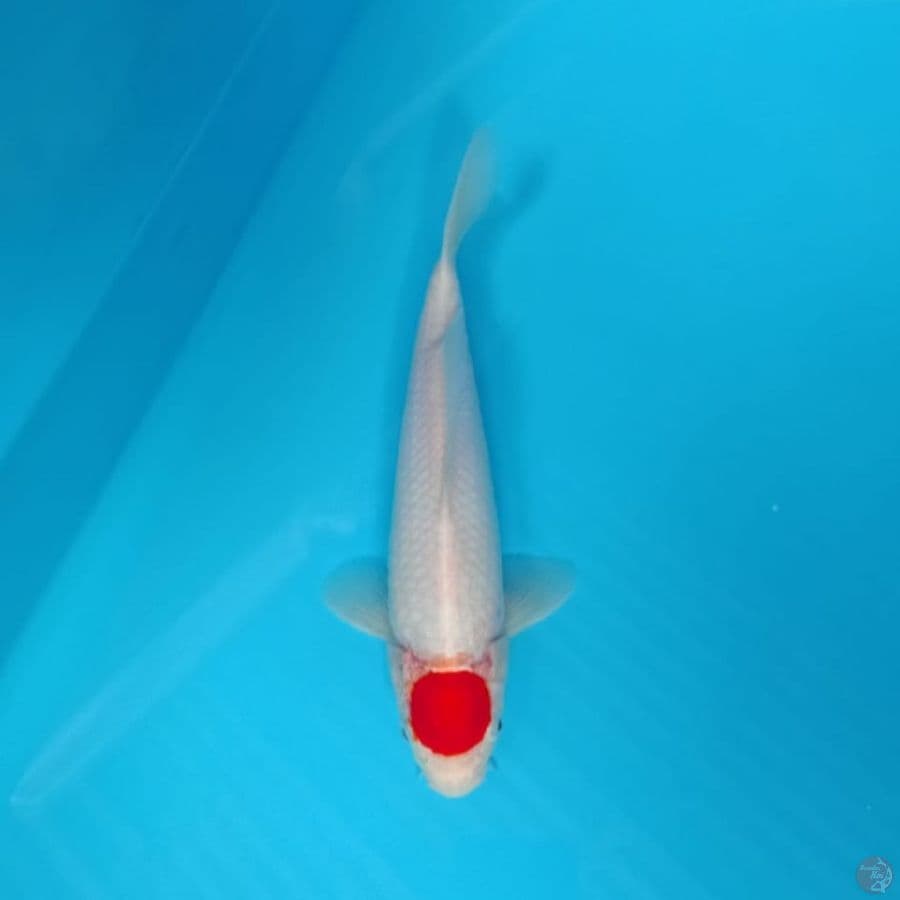 Tancho Khohaku 30cm
