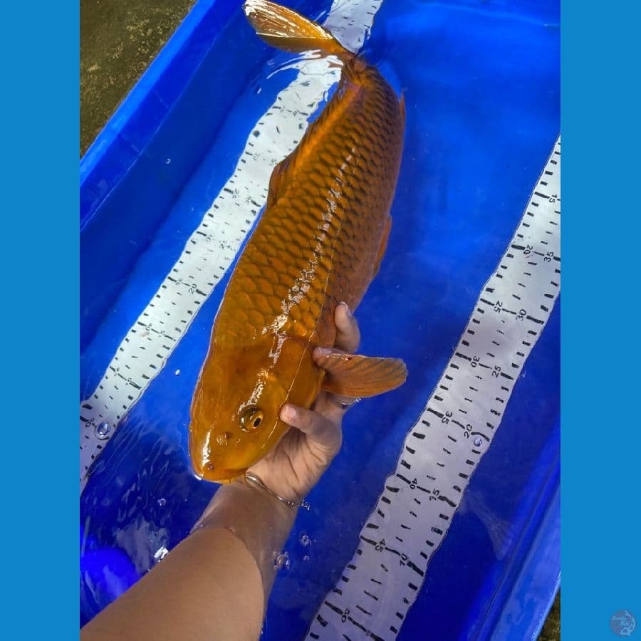47 jantan chagoi