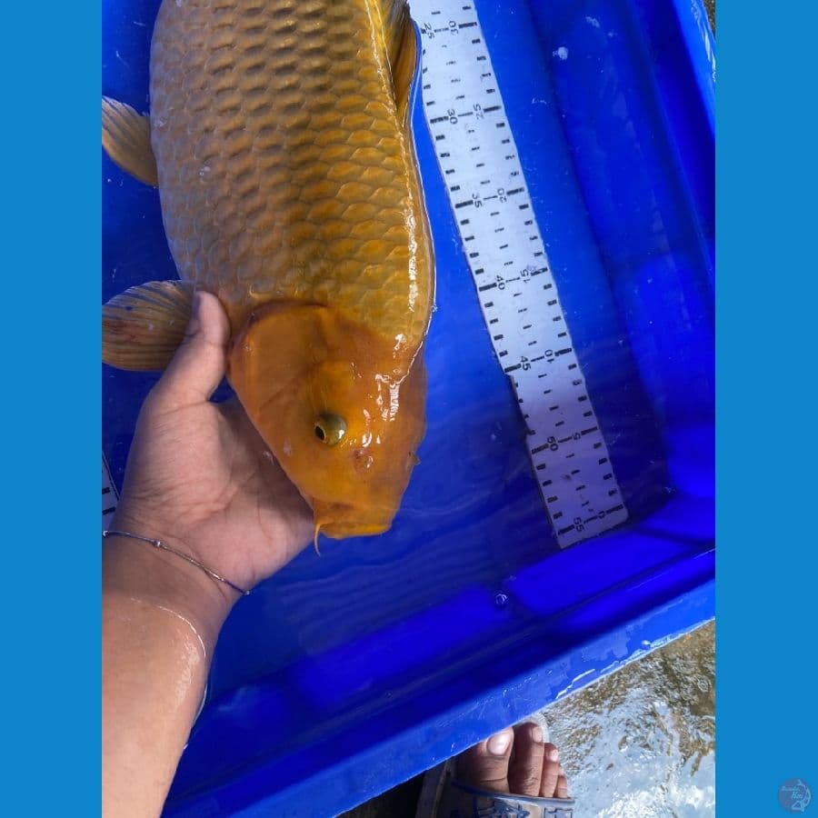 42 chagoi punuk ~v6