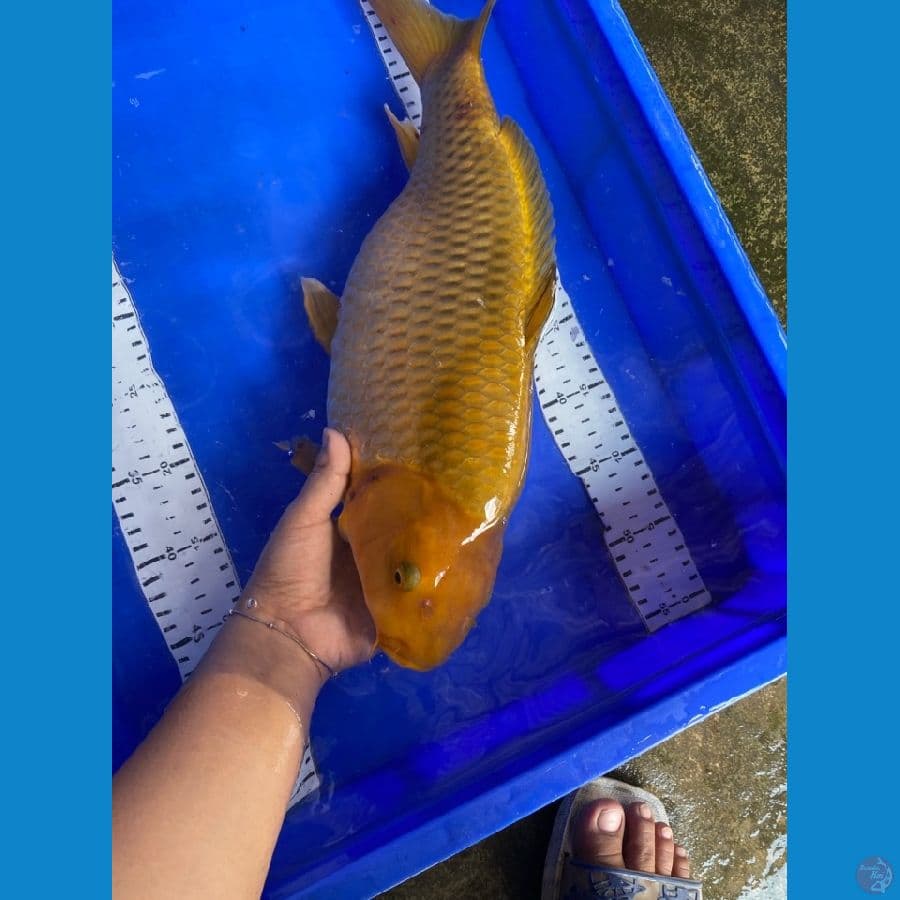 42 chagoi punuk ~v6