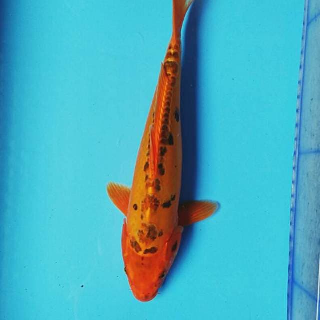 Mizuo jreng 35cm