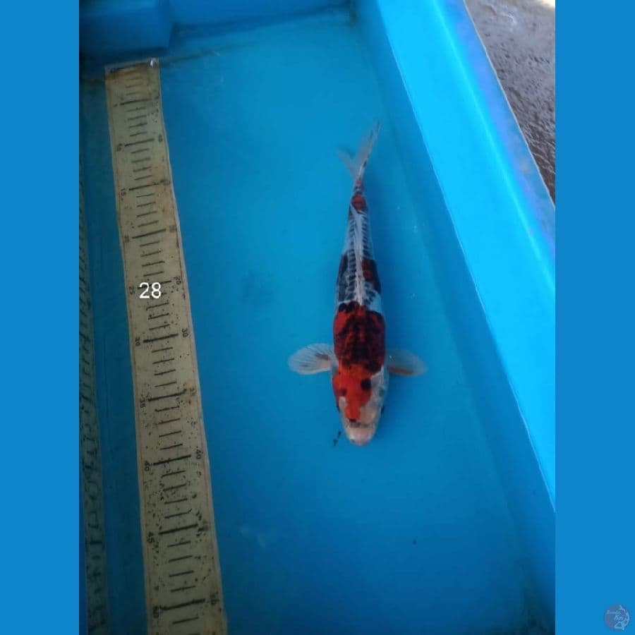 benikiko, 28cm