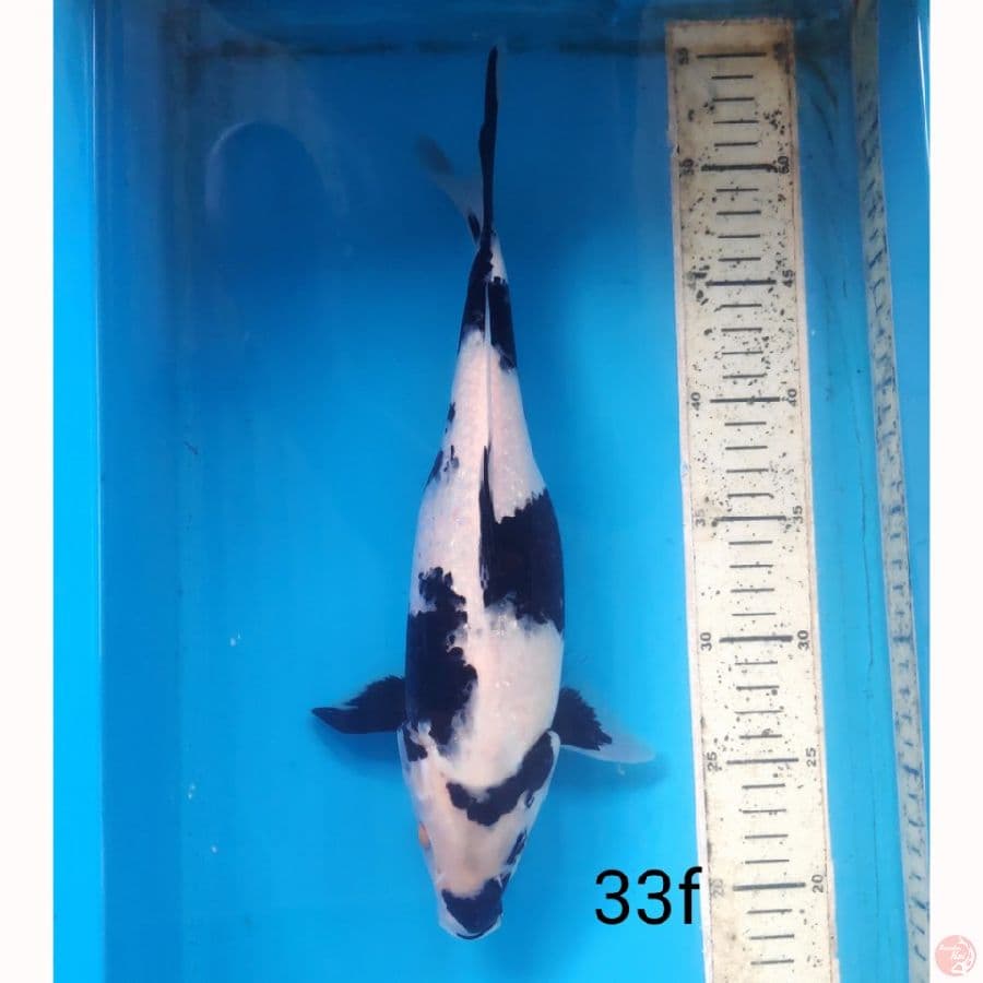 Shiro, 33cm female
