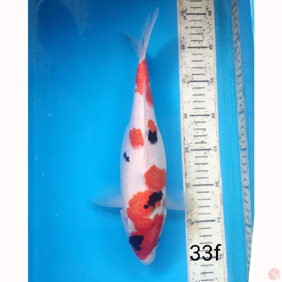 showa, 33cm female